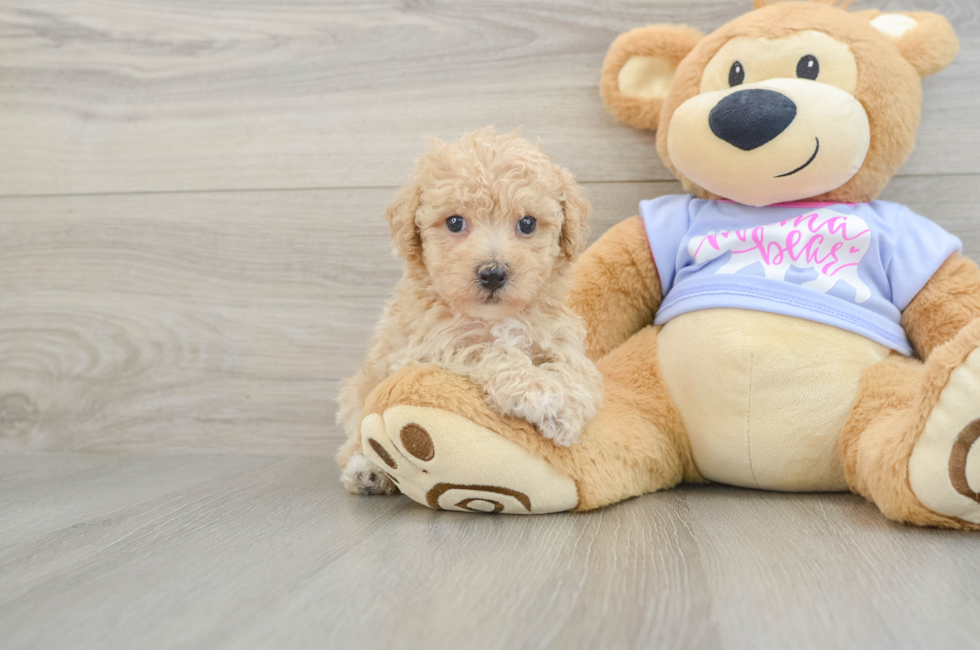 5 week old Poochon Puppy For Sale - Pilesgrove Pups