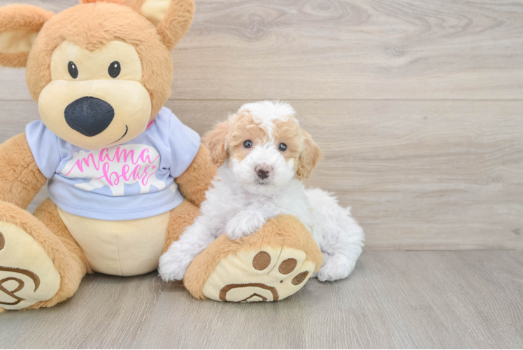 Friendly Poochon Baby