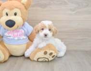5 week old Poochon Puppy For Sale - Pilesgrove Pups