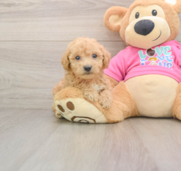 6 week old Poochon Puppy For Sale - Pilesgrove Pups
