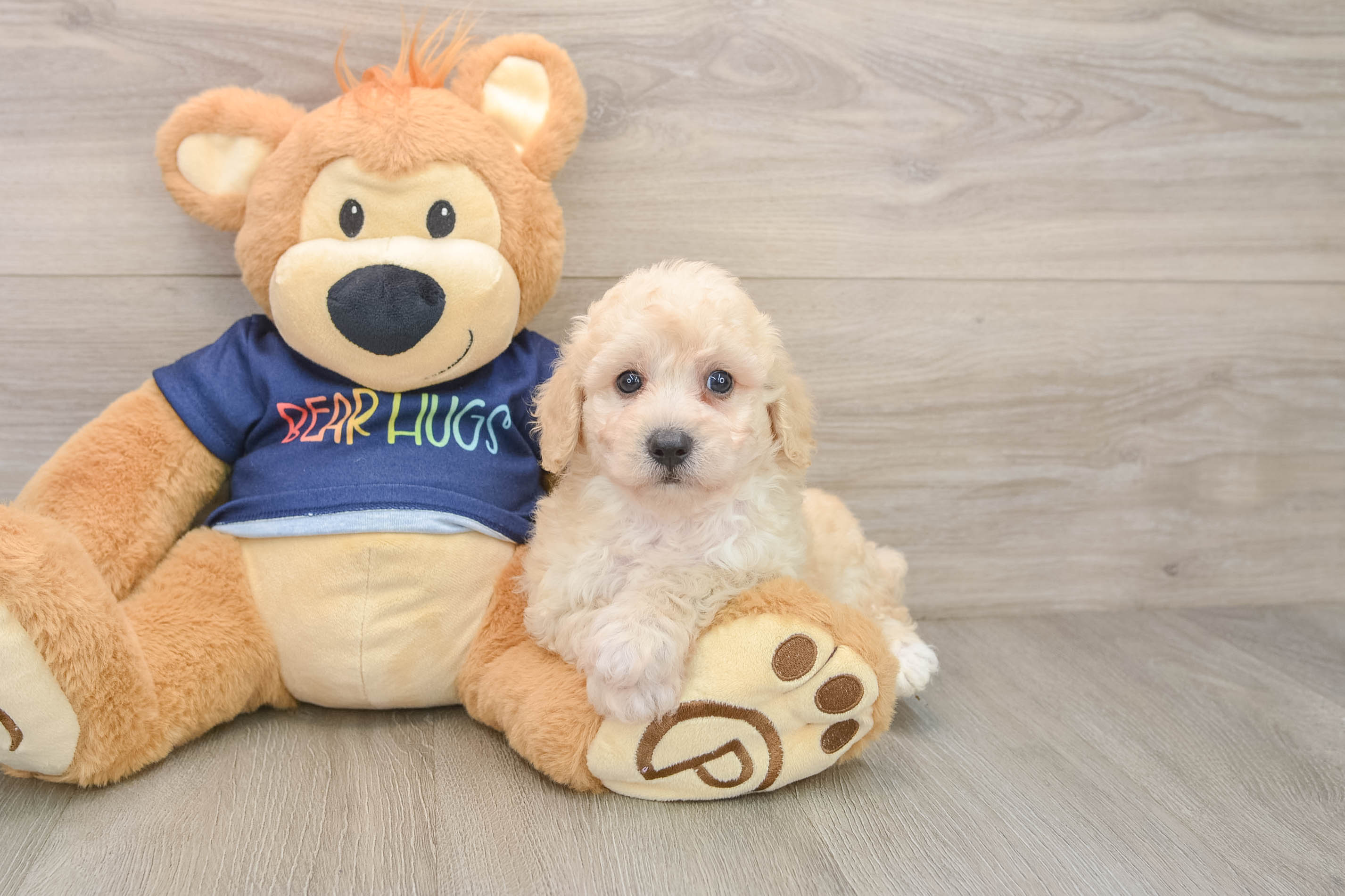 Poochon Pup Being Cute