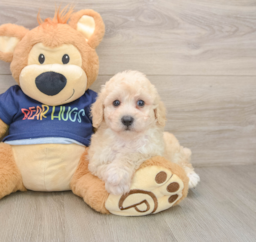7 week old Poochon Puppy For Sale - Pilesgrove Pups