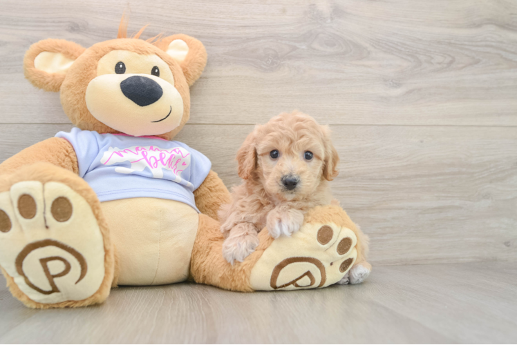 Poochon Pup Being Cute