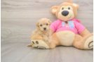 Fluffy Poochon Poodle Mix Pup