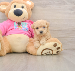 6 week old Poochon Puppy For Sale - Pilesgrove Pups