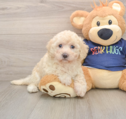 7 week old Poochon Puppy For Sale - Pilesgrove Pups