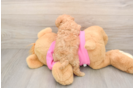Energetic Bichpoo Poodle Mix Puppy