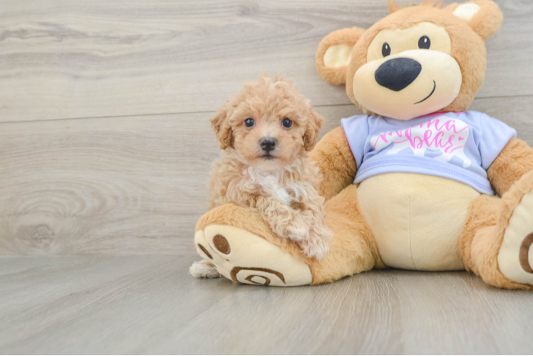 Friendly Poochon Baby