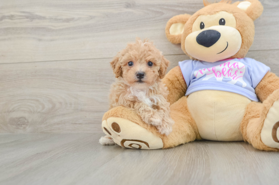 5 week old Poochon Puppy For Sale - Pilesgrove Pups