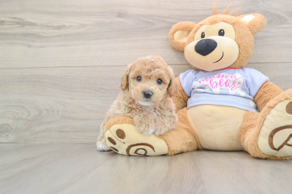 Smart Poochon Poodle Mix Pup