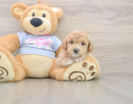 5 week old Poochon Puppy For Sale - Pilesgrove Pups