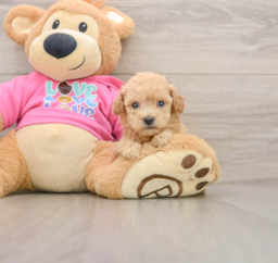 6 week old Poochon Puppy For Sale - Pilesgrove Pups