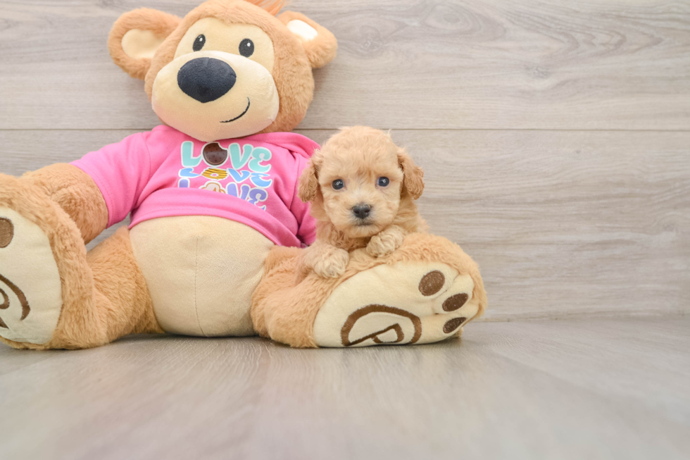 Popular Poochon Poodle Mix Pup