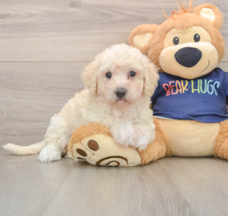7 week old Poochon Puppy For Sale - Pilesgrove Pups