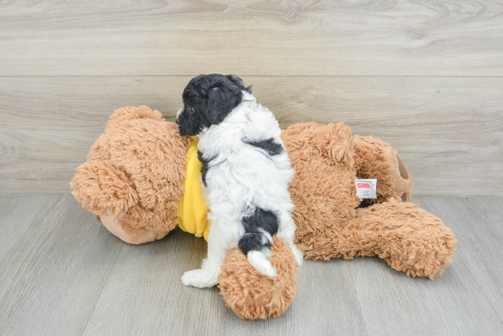 Petite Poochon Poodle Mix Pup