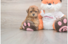 Energetic Bichpoo Poodle Mix Puppy