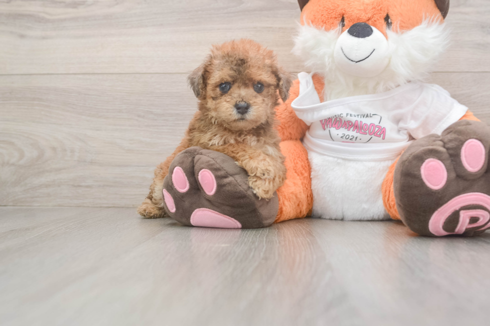 Energetic Bichpoo Poodle Mix Puppy