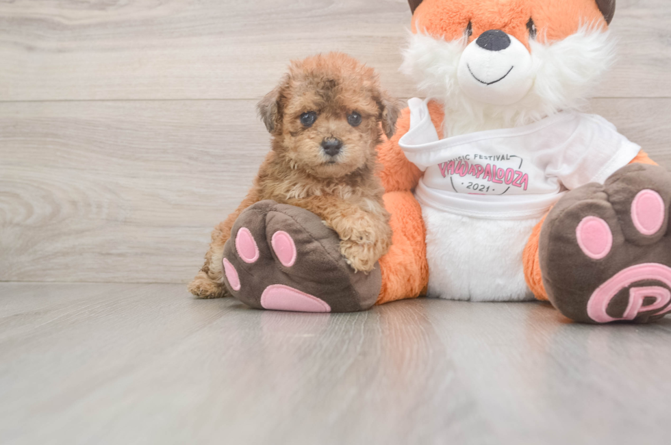 5 week old Poochon Puppy For Sale - Pilesgrove Pups