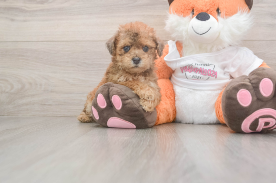 Energetic Bichpoo Poodle Mix Puppy