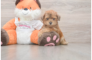 Poochon Puppy for Adoption