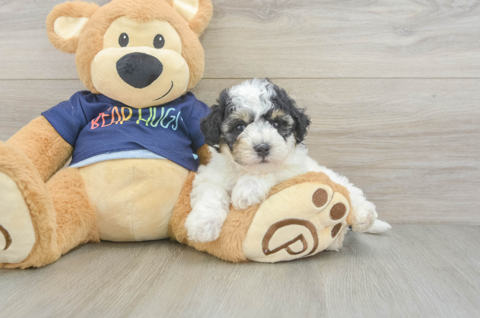 5 week old Poochon Puppy For Sale - Pilesgrove Pups