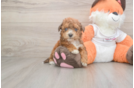 Poochon Pup Being Cute
