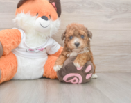 8 week old Poochon Puppy For Sale - Pilesgrove Pups