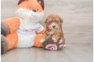 Little Bichpoo Poodle Mix Puppy