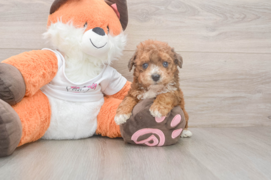 Little Bichpoo Poodle Mix Puppy