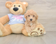 5 week old Poochon Puppy For Sale - Pilesgrove Pups