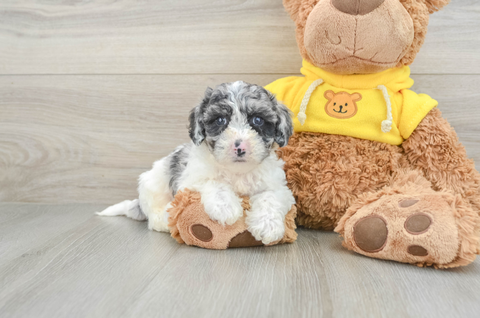 6 week old Poochon Puppy For Sale - Pilesgrove Pups