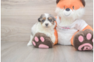 Small Poochon Baby