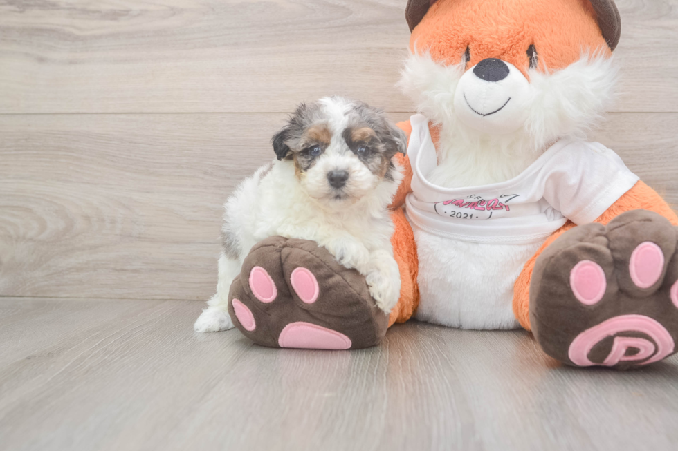 Small Poochon Baby