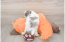 Funny Poochon Poodle Mix Pup
