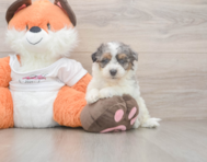 8 week old Poochon Puppy For Sale - Pilesgrove Pups