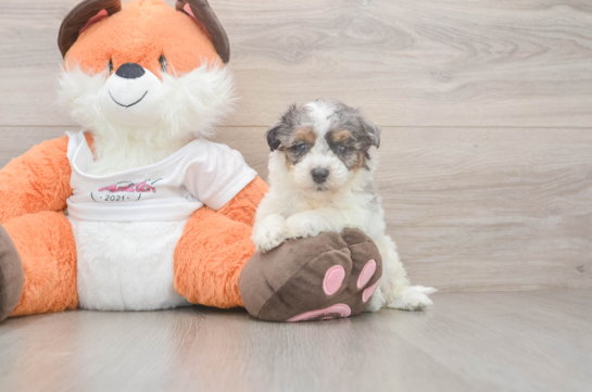 Adorable Bichpoo Poodle Mix Puppy