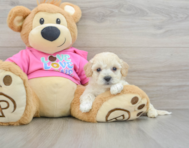 7 week old Poochon Puppy For Sale - Pilesgrove Pups