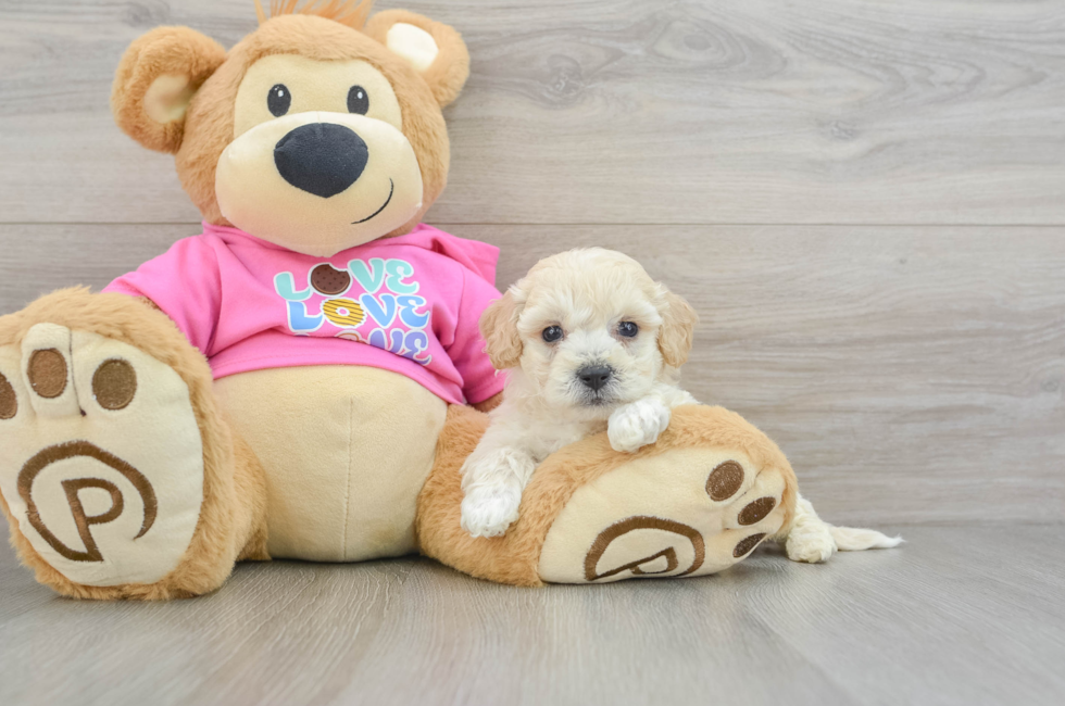 7 week old Poochon Puppy For Sale - Pilesgrove Pups