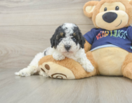 5 week old Poochon Puppy For Sale - Pilesgrove Pups