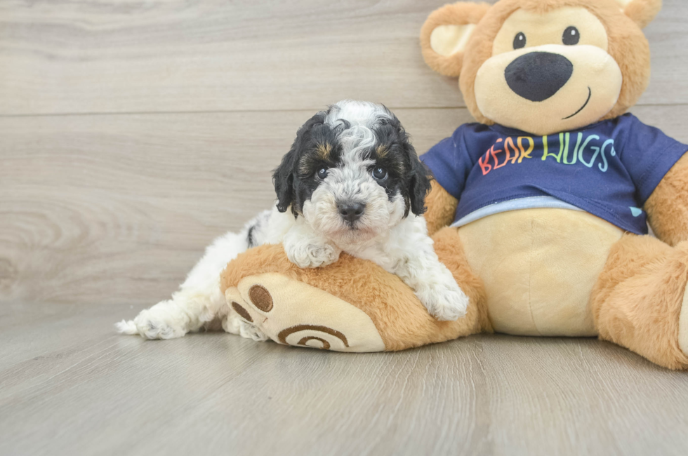 5 week old Poochon Puppy For Sale - Pilesgrove Pups