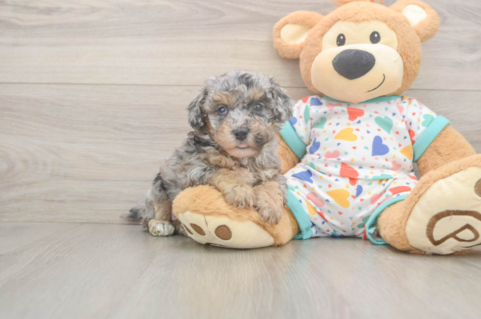 6 week old Poochon Puppy For Sale - Pilesgrove Pups