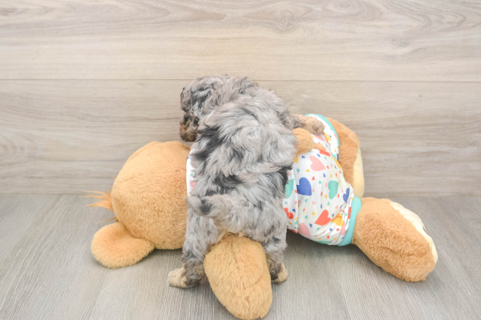 Adorable Bichpoo Poodle Mix Puppy
