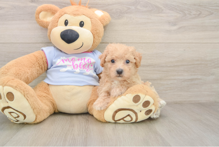 Best Poochon Baby