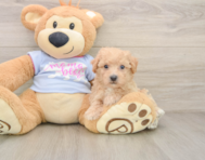 6 week old Poochon Puppy For Sale - Pilesgrove Pups