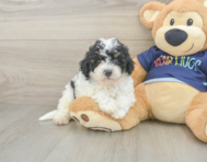 6 week old Poochon Puppy For Sale - Pilesgrove Pups