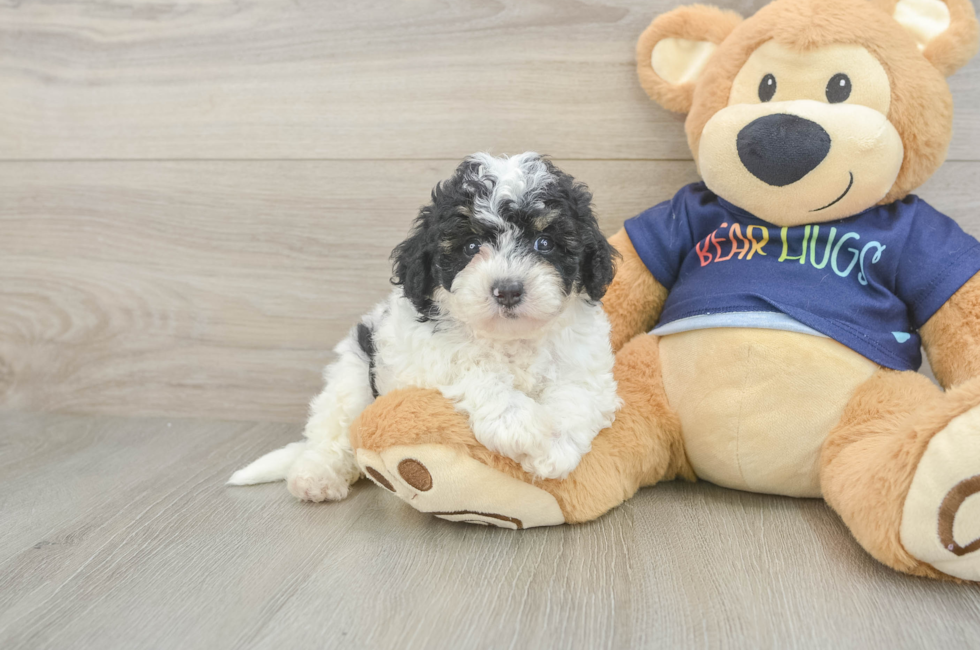 5 week old Poochon Puppy For Sale - Pilesgrove Pups