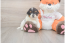 Fluffy Poochon Poodle Mix Pup