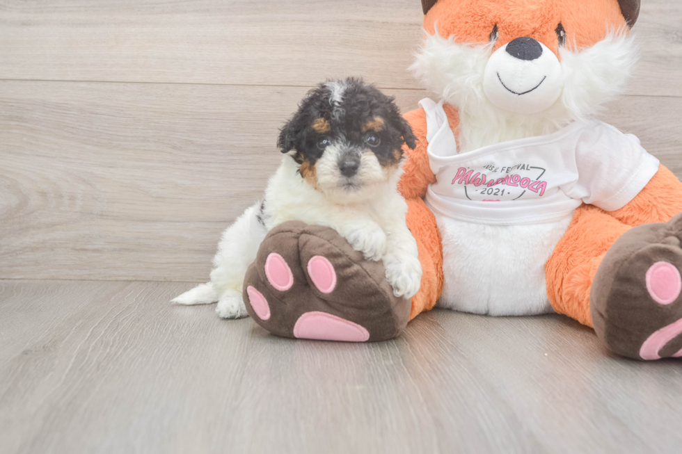 Fluffy Poochon Poodle Mix Pup