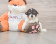 8 week old Poochon Puppy For Sale - Pilesgrove Pups