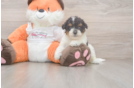 Best Poochon Baby